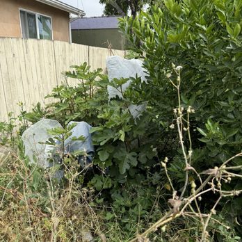 Gavino Tree Service - Before - Tree Services Near Me