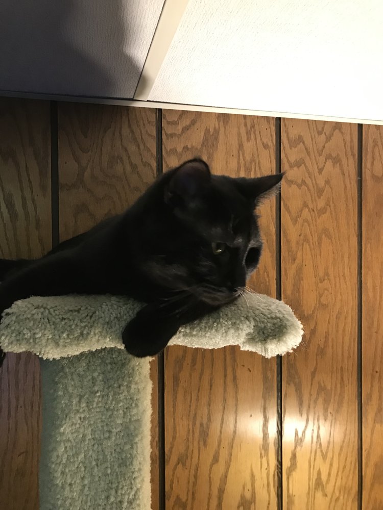 ANIMAL CONTROL & SHELTER INGHAM COUNTY Updated September 2024 12