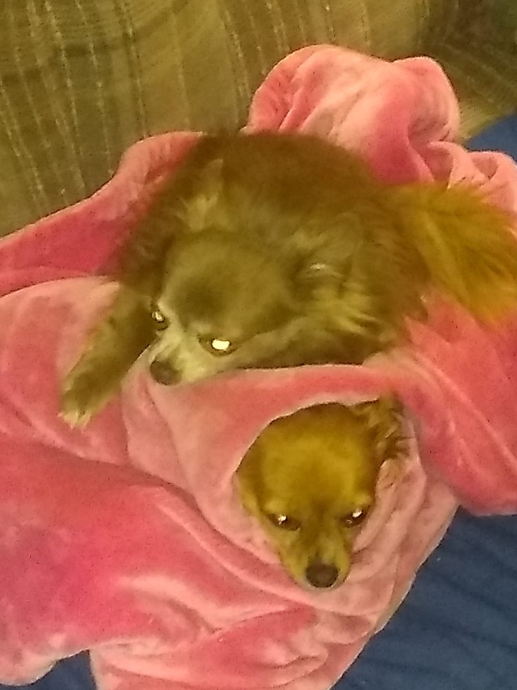 ANIMAL CLINIC OF SPOKANE 22 Reviews 6322 N Wall St, Spokane