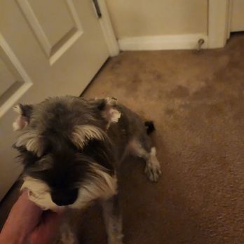 Petco - She cut everything off. - Pet Training Near Me - Las Vegas, Nevada Petco - She cut everything off. - Pet Training Near Me - Las Vegas, Nevada