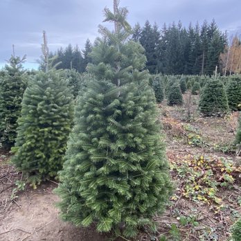 Lone Owl Farm - View into the tree farm - Christmas Trees Near Me - Beaverton, Oregon Lone Owl Farm - View into the tree farm - Christmas Trees Near Me - Beaverton, Oregon
