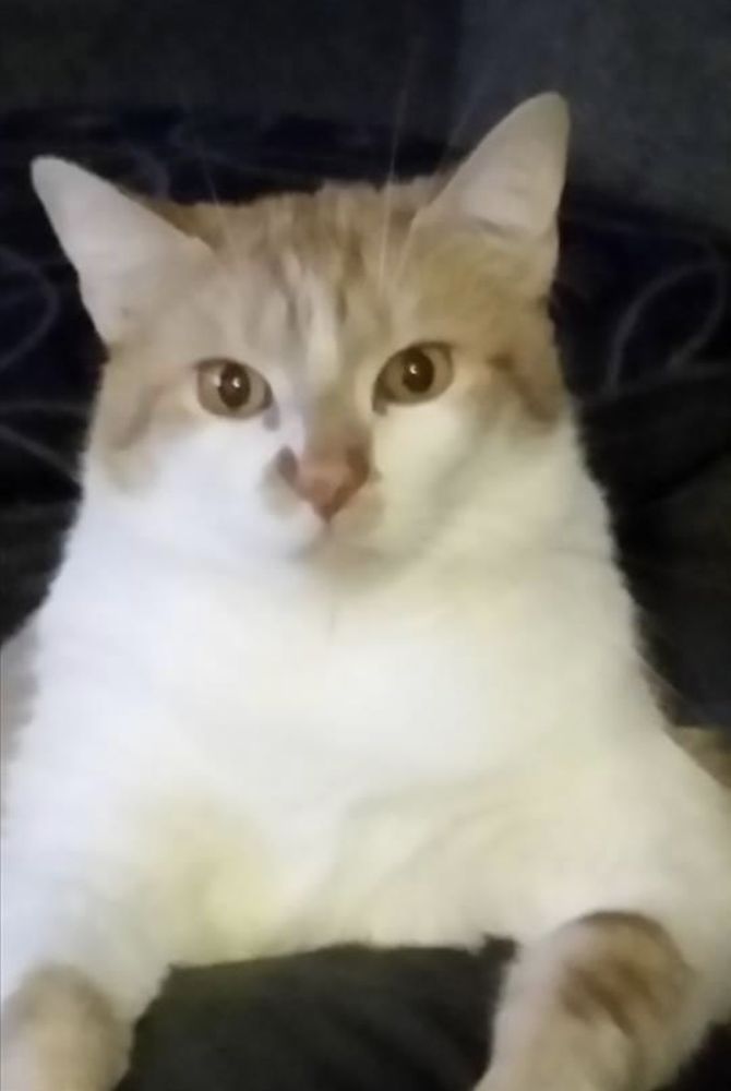 ENON VETERINARY HOSPITAL Updated June 2024 12 Reviews 208 W Main