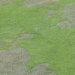 Prince William Golf Course - One of the greens but tee box and fairway on 3 much worse.