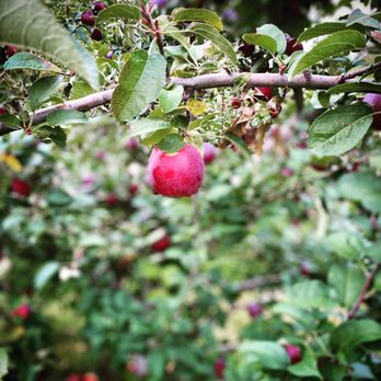 Narrow Lane Orchards - a red apple hanging from a branch - Fruits & Veggies Near Me - North Kingstown, Rhode Island