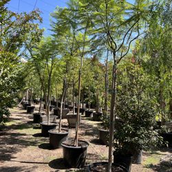 Rolling Hills Nursery - Jackaranda Trees 24" container
