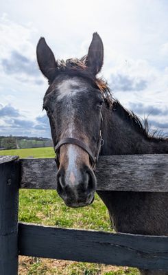 Mill Ridge Farm by null