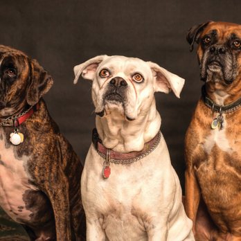 Joyce Keeton Dog Training & Behavior Consulting - Working with multiple dogs takes patience and consistency. This trio is doing a pawsome job! - Pet Training Near Me Joyce Keeton Dog Training & Behavior Consulting - Working with multiple dogs takes patience and consistency. This trio is doing a pawsome job! - Pet Training Near Me