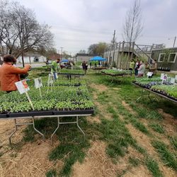 Louisville Grows - Annual Seeds & Starts sale