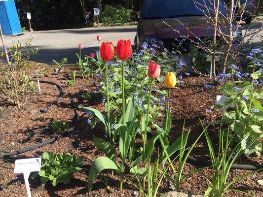 National Shrine of St. Thérèse by null