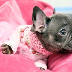 My 1 Frenchie Love - Beautiful puppies are ready year round. We only breed our moms 2 times so they are happy and healthy :)