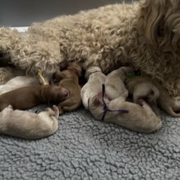Mom and pups recovering well from c section Mom and pups recovering well from c section