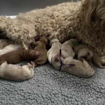 SoCal K9 Clinic - Mom and pups recovering well from c section - Veterinarians Near Me - Riverside, California SoCal K9 Clinic - Mom and pups recovering well from c section - Veterinarians Near Me - Riverside, California