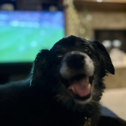 Midland Animal Clinic - Happy dog