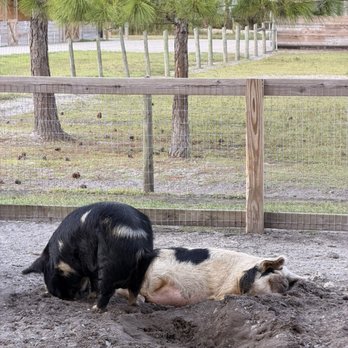 Harris Establishment Farms - Pigs - Attraction Farms Near Me - Palm Bay, Florida