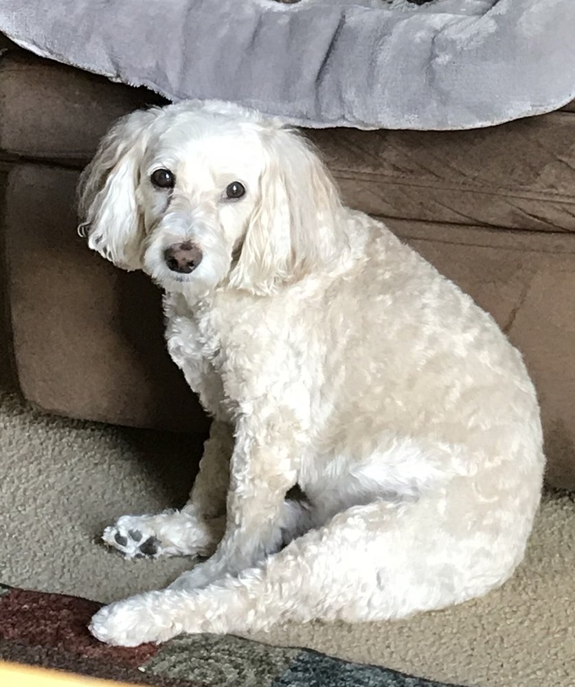 DOGGIE DEPOT Updated August 2024 66 Photos & 89 Reviews 4505 O