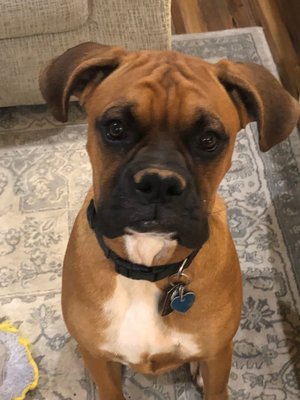 lucky dog boutique and spa