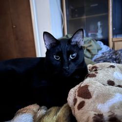 Animal Health Hospital - This is Onyx