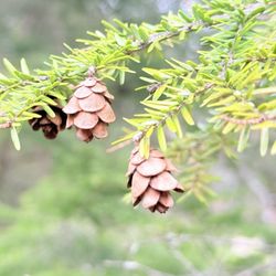 Inniswood Metro Garden - Eastern hemlock