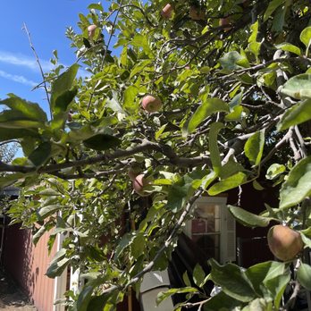 Willowbrook Apple Farm - Apples - Pick Your Own Farms Near Me - Oak Glen, California Willowbrook Apple Farm - Apples - Pick Your Own Farms Near Me - Oak Glen, California