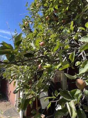 Willowbrook Apple Farm by null
