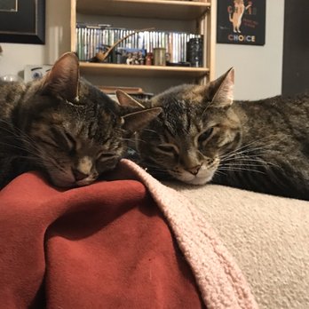 Tattoos by Hannah - Fur babies - Tattoo Near Me - Berkeley, California Tattoos by Hannah - Fur babies - Tattoo Near Me - Berkeley, California