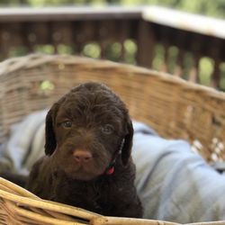 Goin' Doodles - F2 labradoodles