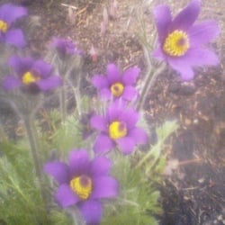 The Garden of Weedin