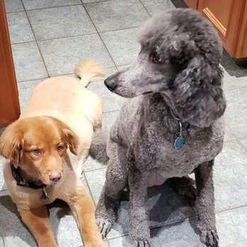 Mary’s Dog Grooming Studio - Pet Groomers Near Me Mary’s Dog Grooming Studio - Pet Groomers Near Me