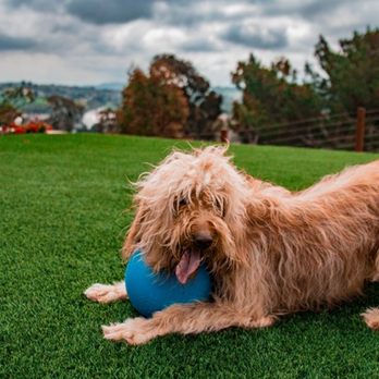 Artificial Grass Wholesale  - AGW Pet Turf - Artificial Turf Near Me - Beaverton, Oregon