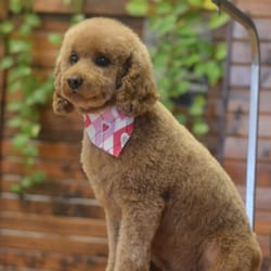 The Grooming Lodge - I'm too sexy for my haircut!
