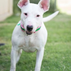 Maybell's Rescue & Bull Terrier Friends - Roxy who was lucky to find her Fuever family!