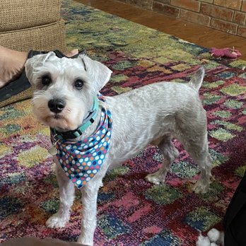 Rudy's Pawsome Kingdom - Pet Groomers Near Me - Duncanville, Texas