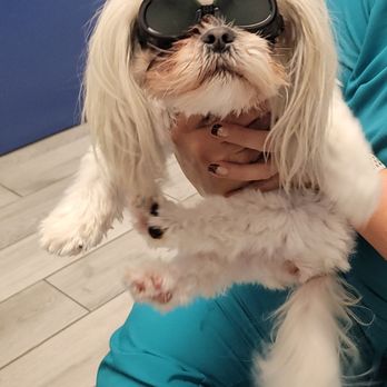 Rehab 4 Paws And Integrative Therapy - Molly wearing her goggles for her treatment with Miss Autumn. - Animal Physical Therapy Near Me - Henderson, Nevada Rehab 4 Paws And Integrative Therapy - Molly wearing her goggles for her treatment with Miss Autumn. - Animal Physical Therapy Near Me - Henderson, Nevada