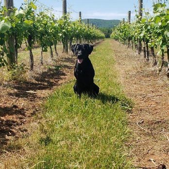 Merrie Mill Farm & Vineyard - Wine Tasting Room Near Me - Keswick, Virginia