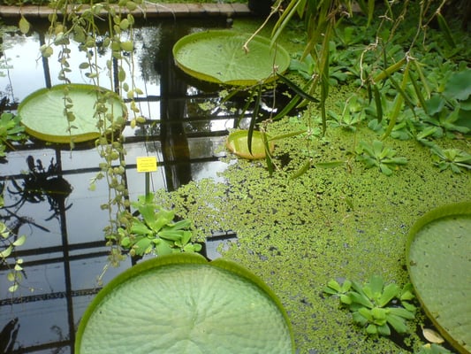 Botaniska trädgården by null