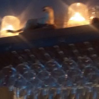 Oficina - Fred, the hermeline, is watching you enjoying your food. - Vegetarian Near Me - Brussels, BRU