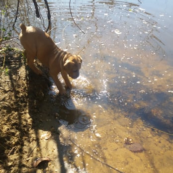 Timber Creek Park - Puppy in the pond - Dog Parks Near Me - Gloucester Township, New Jersey Timber Creek Park - Puppy in the pond - Dog Parks Near Me - Gloucester Township, New Jersey
