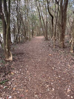 Couturie Forest by null