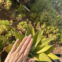 La Brea Nails