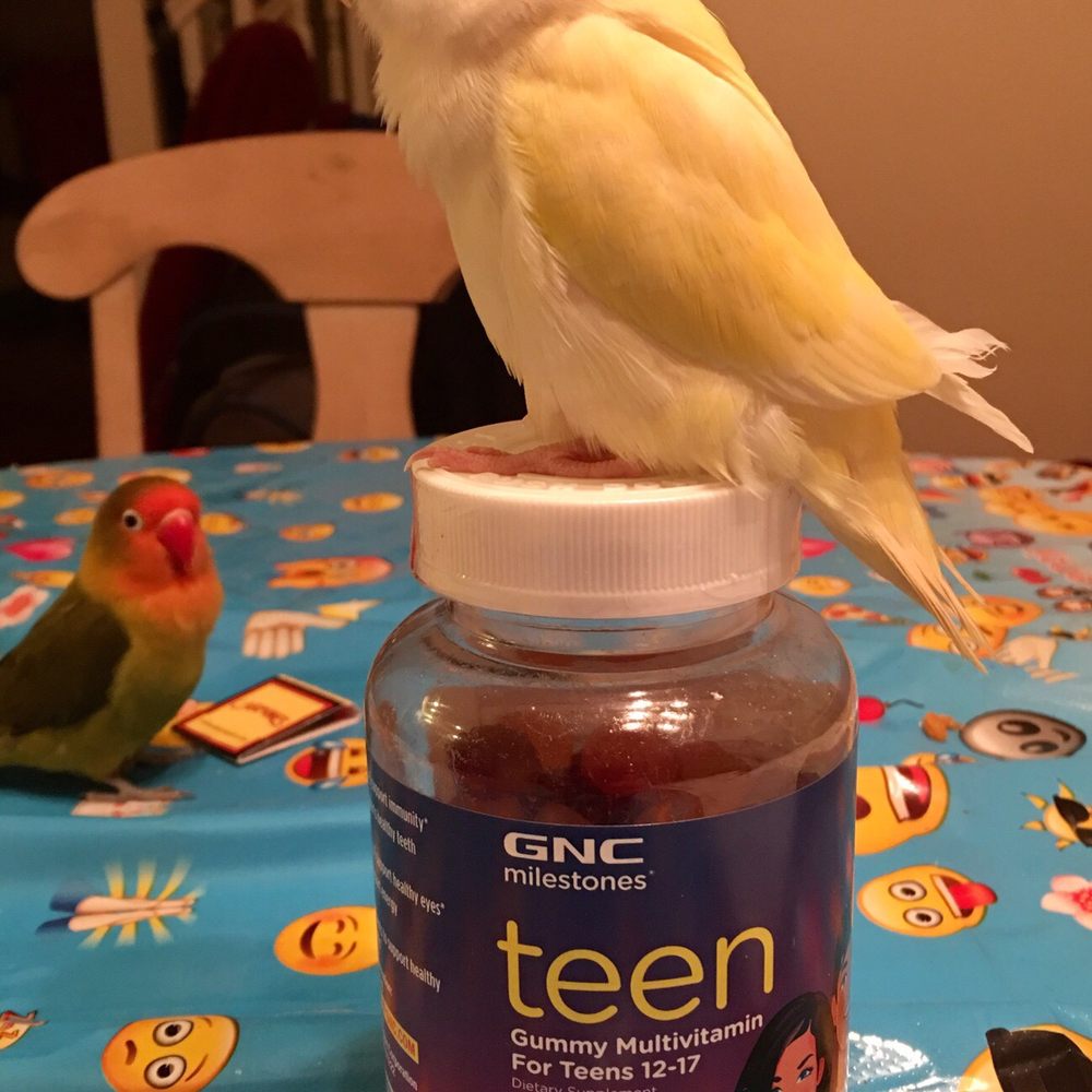 GNC - Our Lovebird on my daughter's GNC vitamins! - Health Markets Near Me - Laurel Springs, New Jersey GNC - Our Lovebird on my daughter's GNC vitamins! - Health Markets Near Me - Laurel Springs, New Jersey