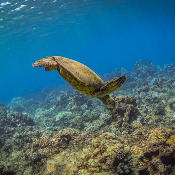 Teralani Sailing Adventures - Sea turtles swimming right next to you - Boating Near Me - Lahaina, Hawaii Teralani Sailing Adventures - Sea turtles swimming right next to you - Boating Near Me - Lahaina, Hawaii