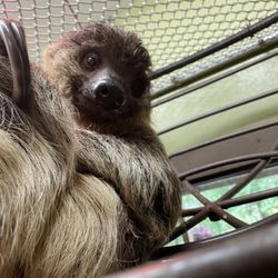 Promised Land Zoo - Hoffmann's two toed sloth