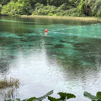 Rainbow Springs State Park - The spring swimming area. - Parks Near Me - Dunnellon, Florida Rainbow Springs State Park - The spring swimming area. - Parks Near Me - Dunnellon, Florida