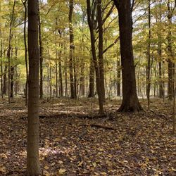 Pilcher Park Nature Center - Hill