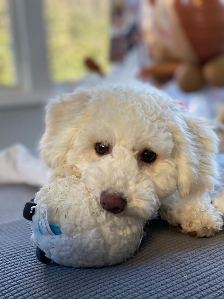 SHAMPOOCH SPA & BOUTIQUE Updated August 2024 50 Photos & 23 Reviews