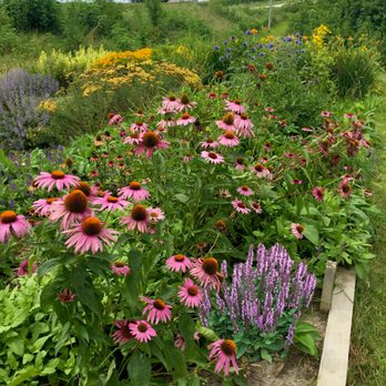 Wits End Gardens - Pollinators prefer our perennials. - Nurseries & Gardening Near Me - Prole, Iowa Wits End Gardens - Pollinators prefer our perennials. - Nurseries & Gardening Near Me - Prole, Iowa