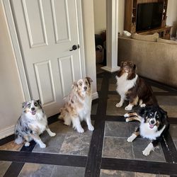 The Pet Department