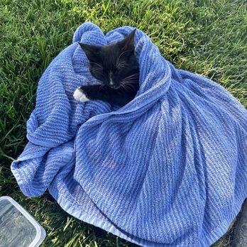 Standiford Veterinary Center - This is how I brought the cat in. - Veterinarians Near Me - Modesto, California Standiford Veterinary Center - This is how I brought the cat in. - Veterinarians Near Me - Modesto, California