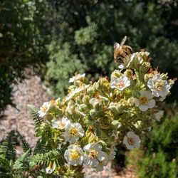 Sego Lily Gardens - Late summer flowers and busy pollinator