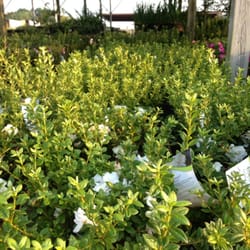 Rivers Plants & Shrubs